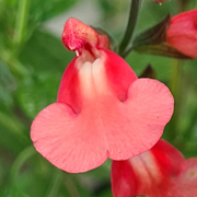 Salvia Regal Salmon